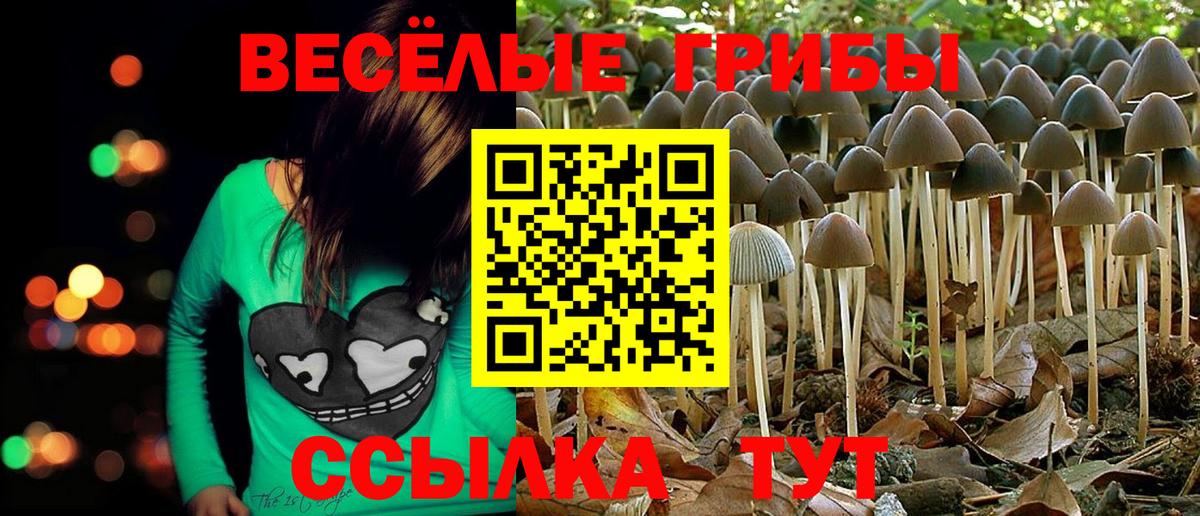 Псилоцибиновые грибы Psilocybine cubensis Вязники